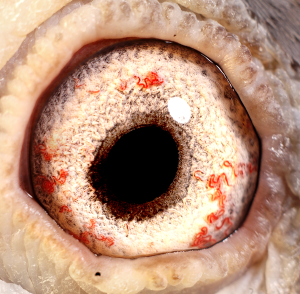 詹森老白眼--798