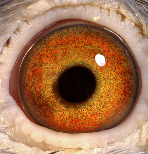 鸽眼【点击放大】