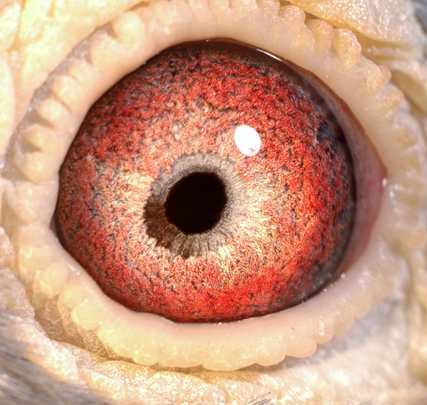 吴淞_上海金盾鸽舍_         爱鸽商城_中国信鸽信息网