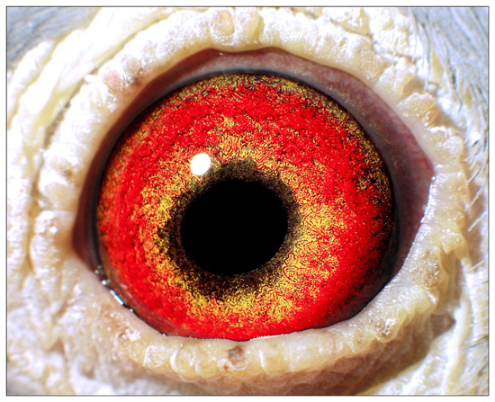 信鸽眼底栉膜金版图片图片