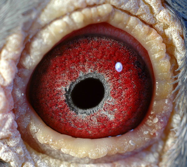 阿列维什金盾a--076_上海金盾鸽舍_ag188.com爱鸽商城_中国信鸽信息网