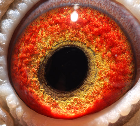 于雪松王冠联盟