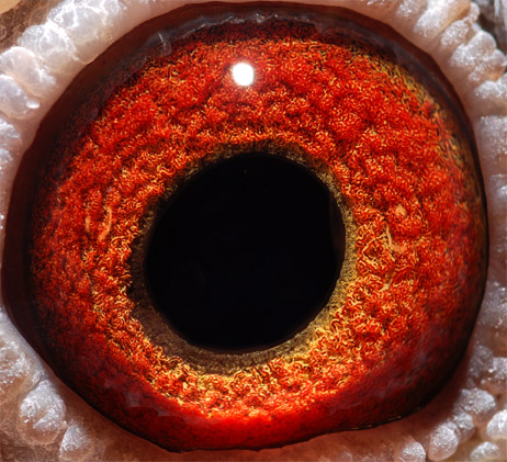 波西瓦全国冠军直孙!