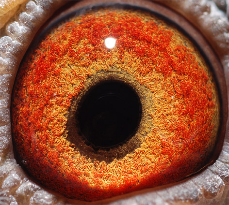 飞戈-大名鸽"皇帝号"直女!