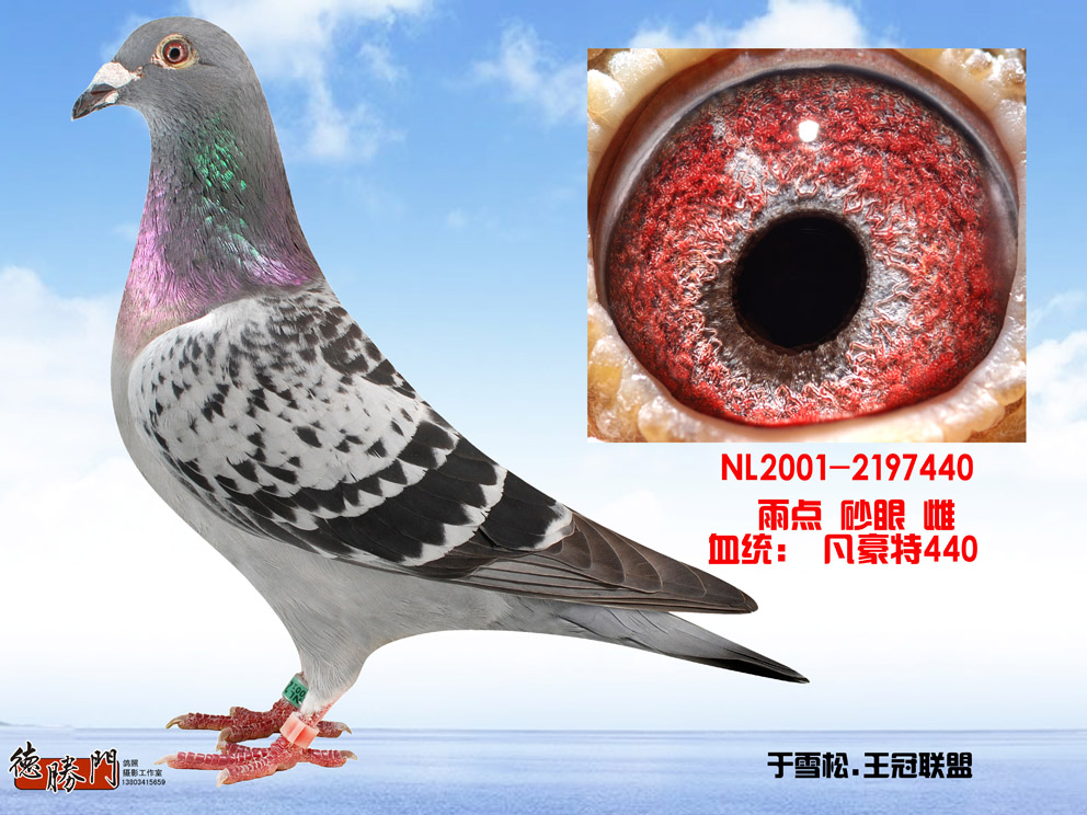 波西瓦-金童717直女!