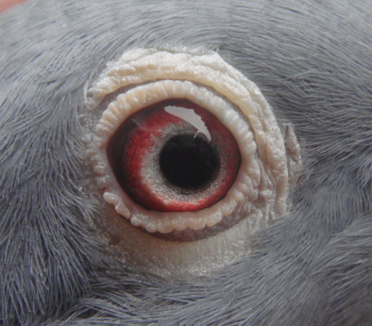 当日归88名眼志