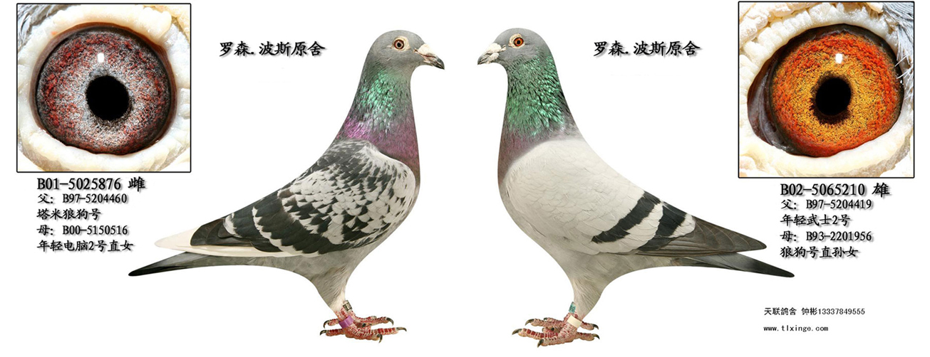 电脑2号直系近亲