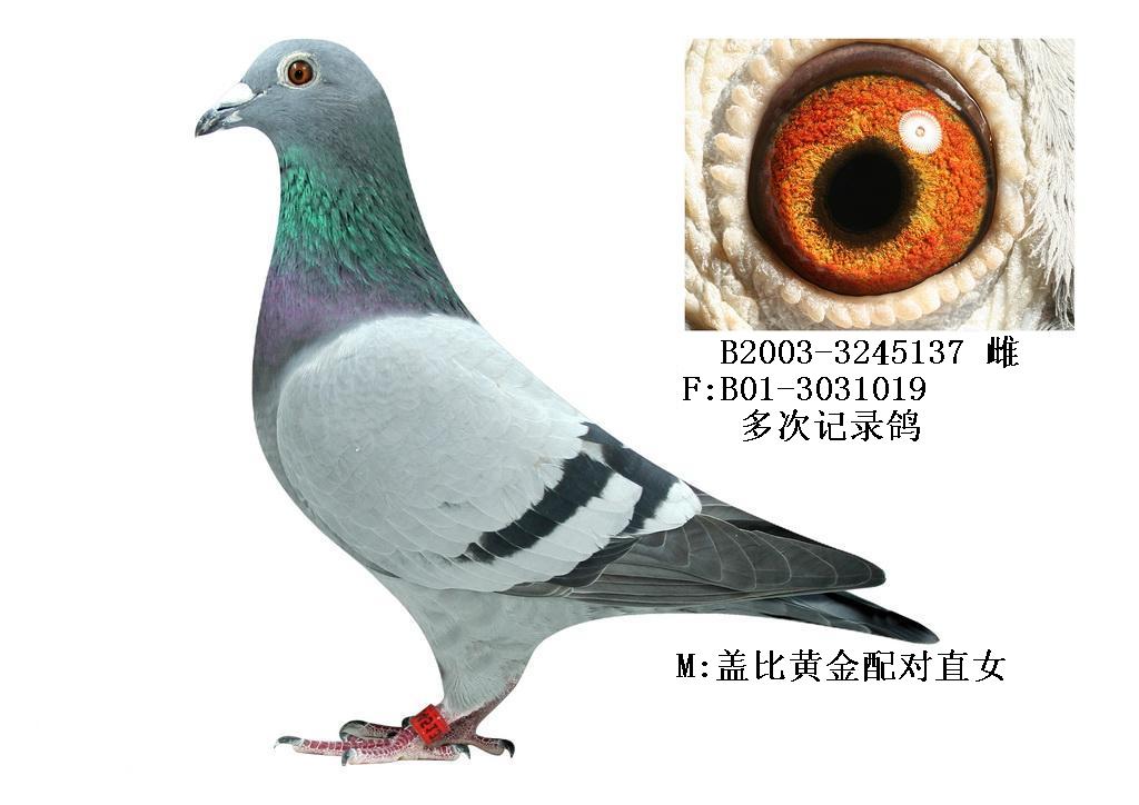 盖比_香港施健杰_ag188.com爱鸽商城_中国信鸽信息网