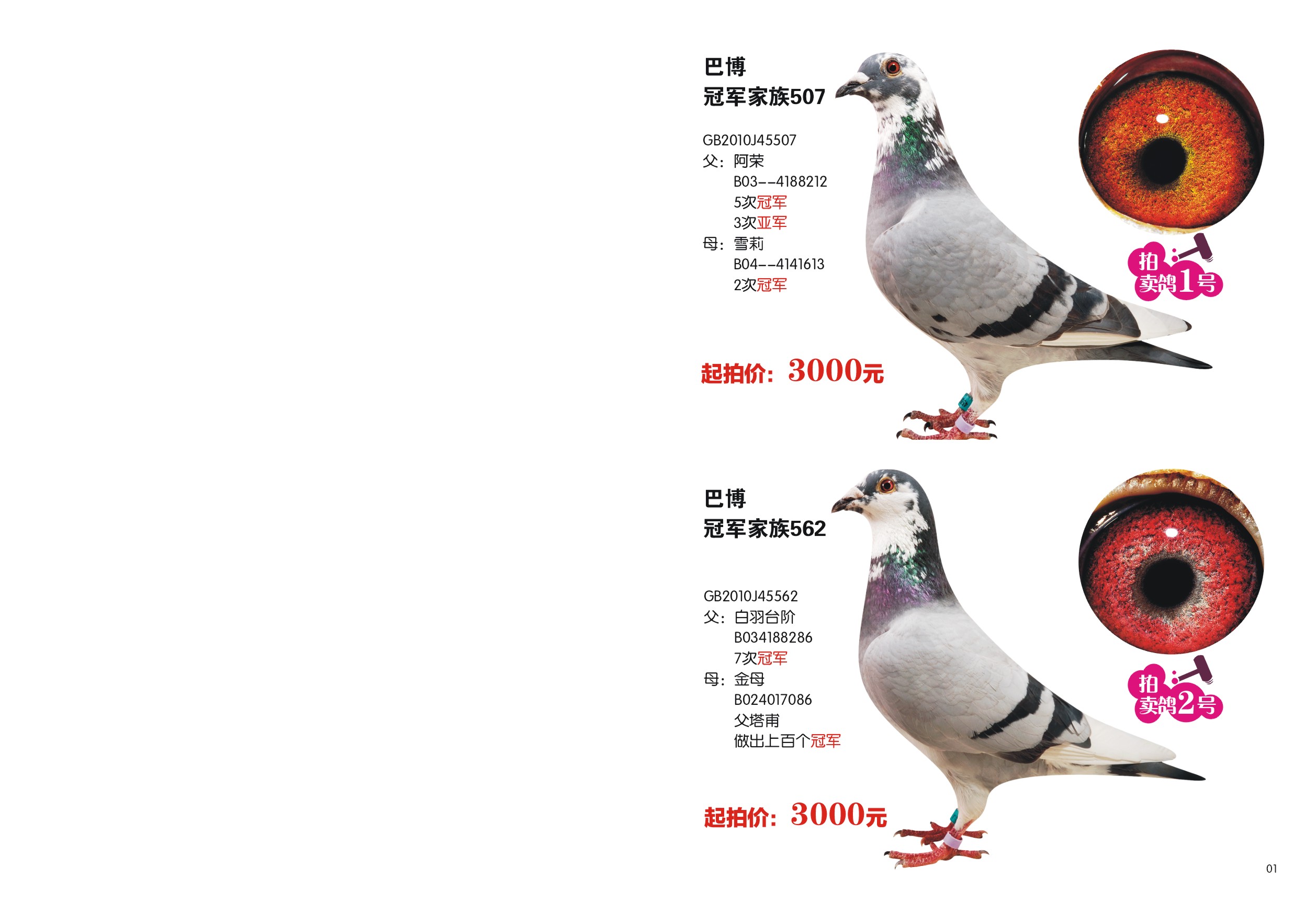 邓文敏谈种鸽的挑选图片