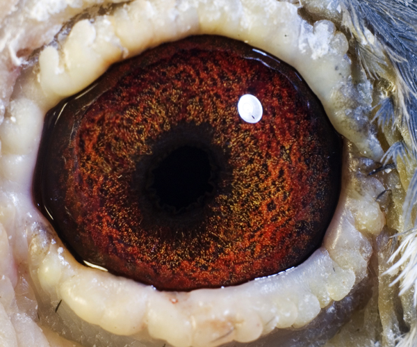 鸽眼【点击放大】