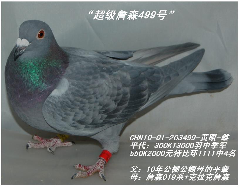 任秀夫詹森947号雌