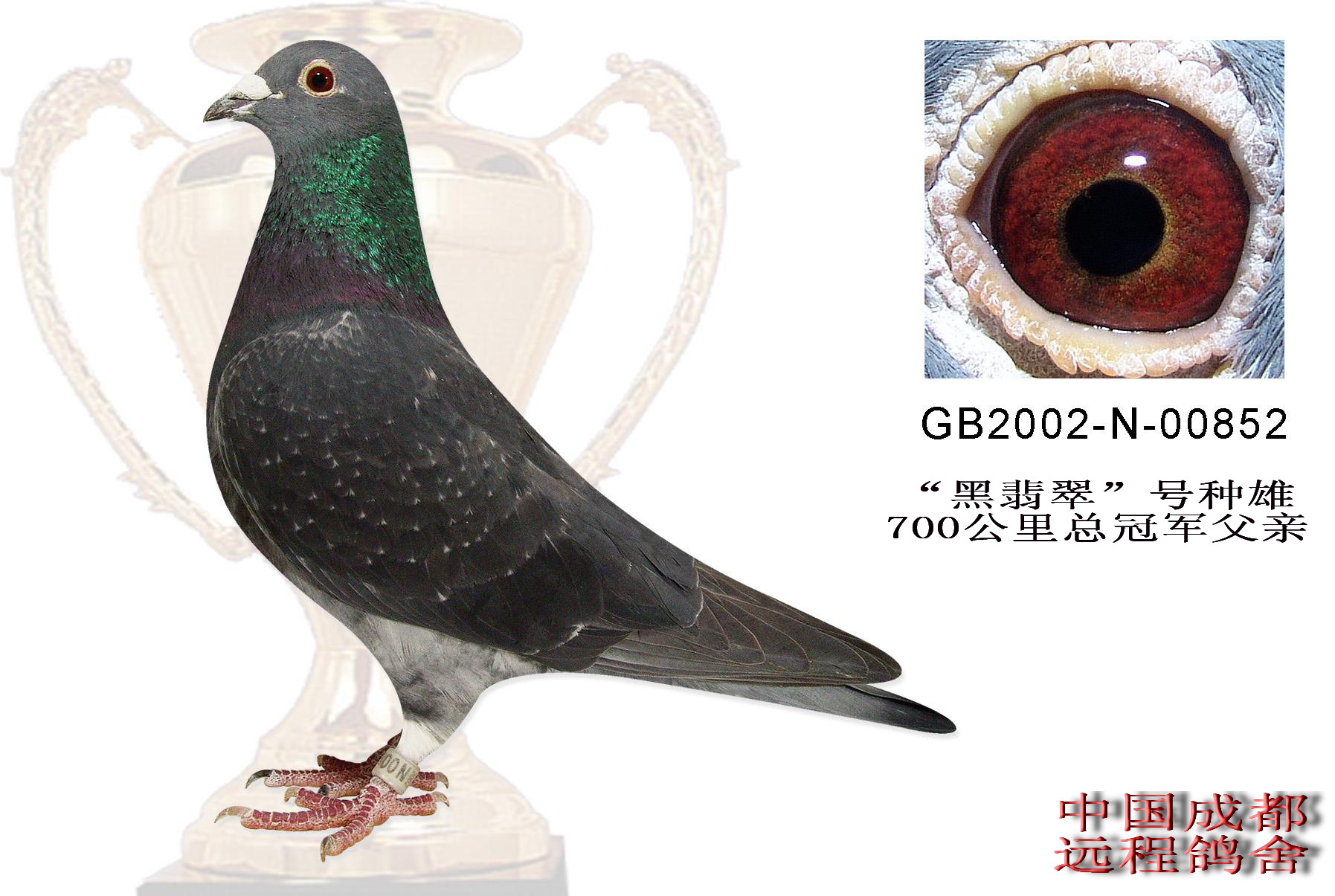 我收集万德维根资料图片