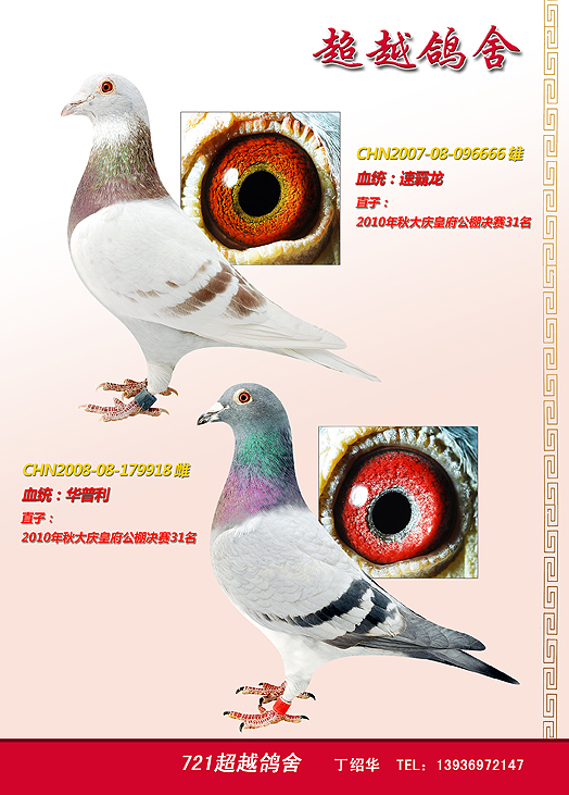 超越鸽舍2