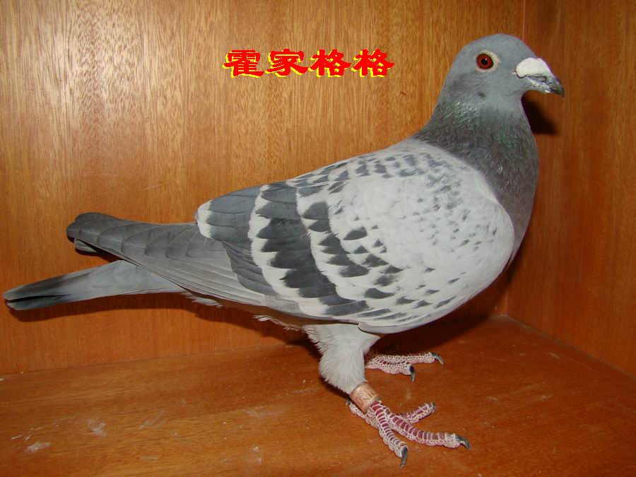 霍夫肯黑猪228_大唐鸽苑_ag188.com爱鸽商城_中国信鸽信息网