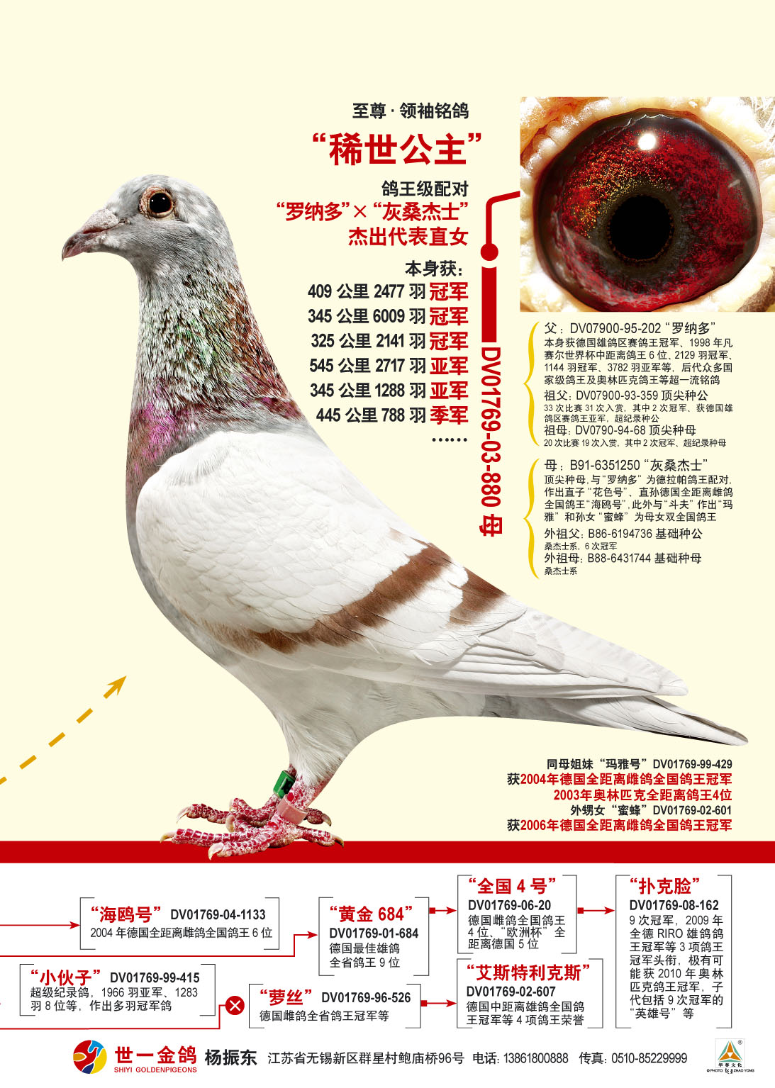 7-稀世公主-世一金鸽-中信网爱鸽商城