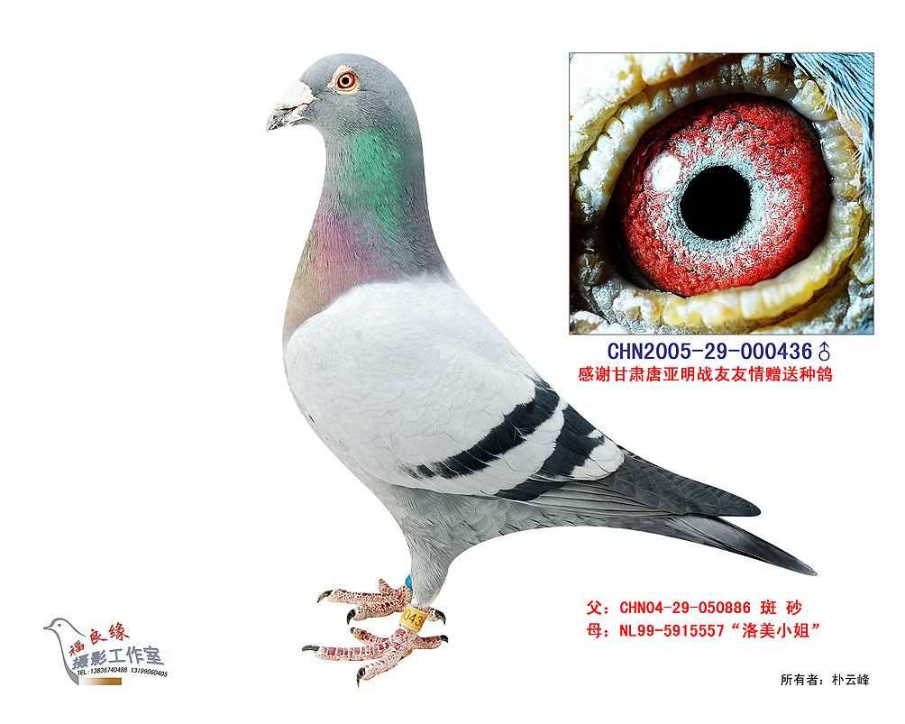 编 号: 90397                鸽 名: 詹森                羽 色: 灰