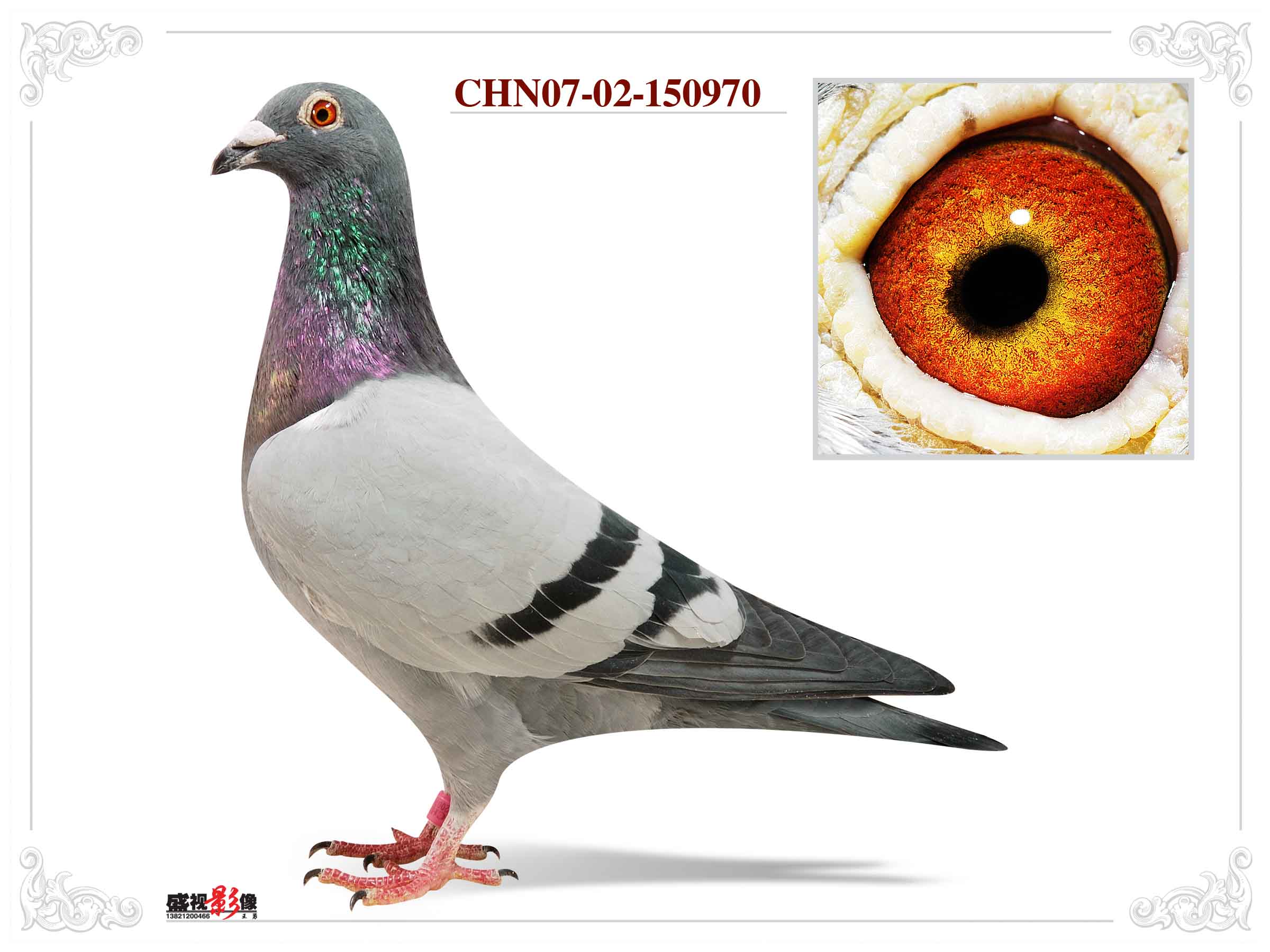 已售*天体07-150970 优惠淘宝屋_天体鸽业-中信网爱鸽商城