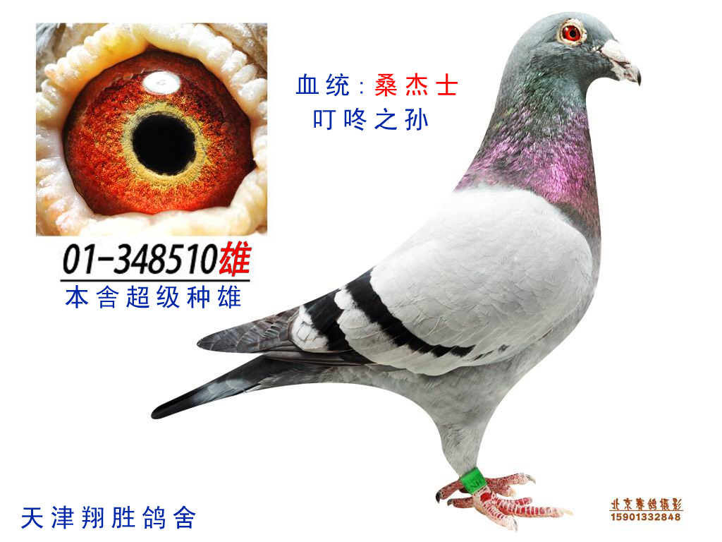 桑杰士 信鸽特征