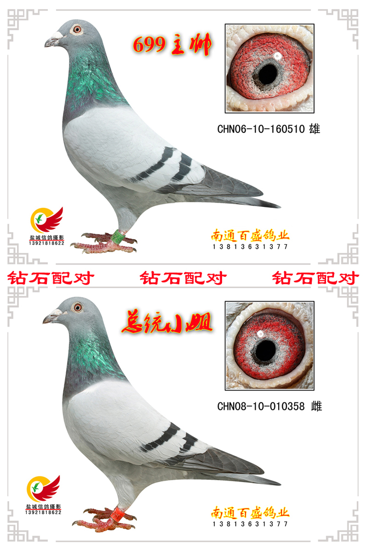 com爱鸽商城_中国信鸽信息网