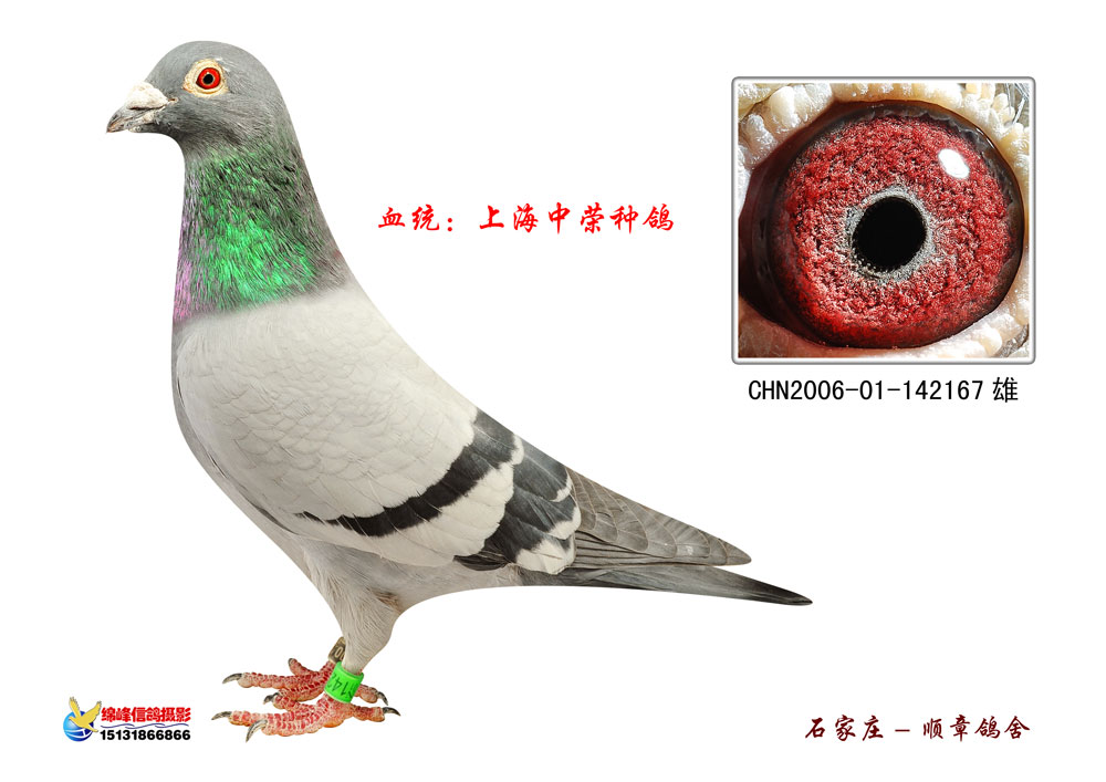 上海中荣种鸽(非卖品)