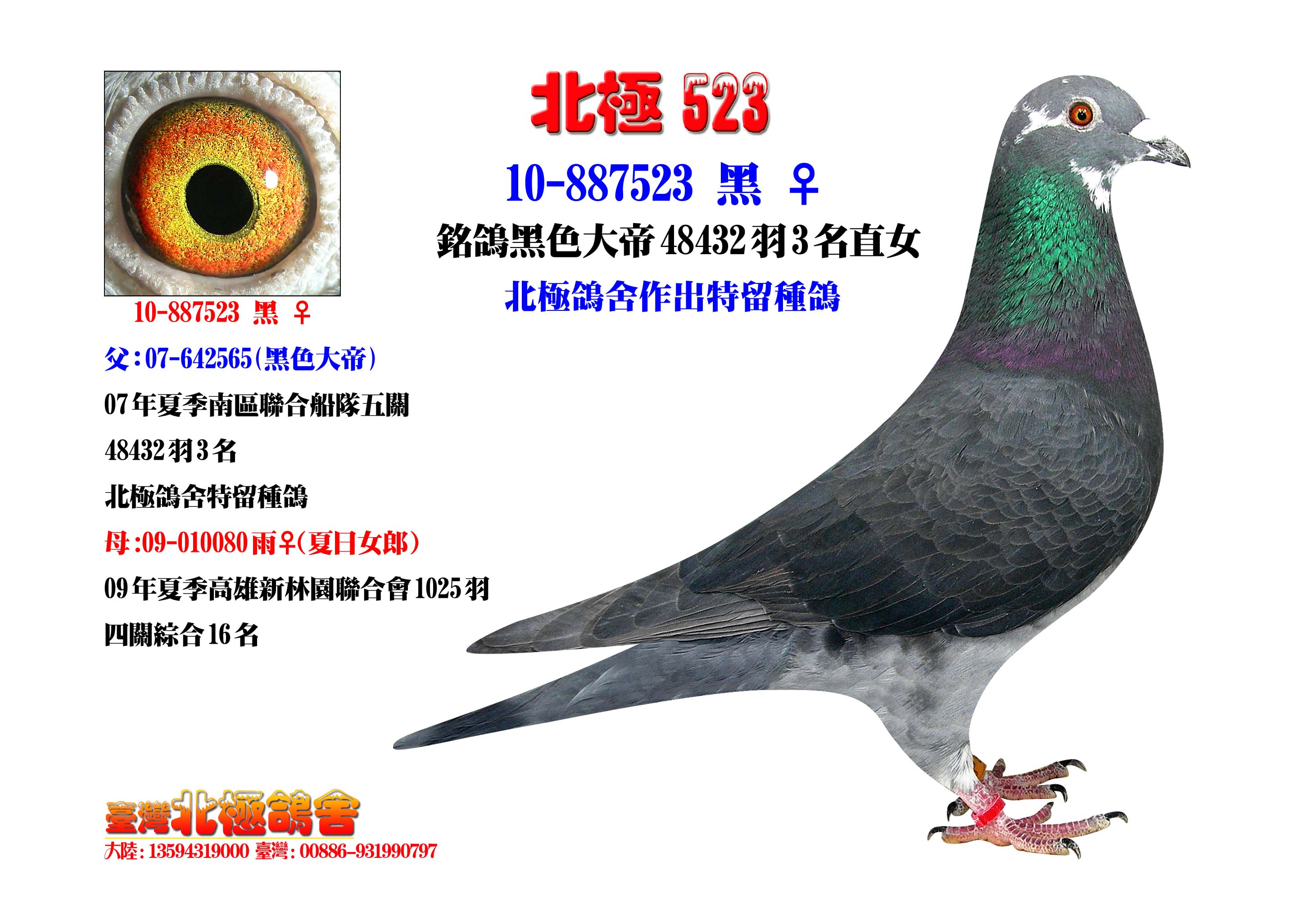 48432羽3名直女_台湾北极鸽舍-中信网爱鸽商城