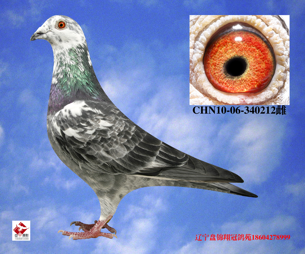>> 翔冠鸽苑