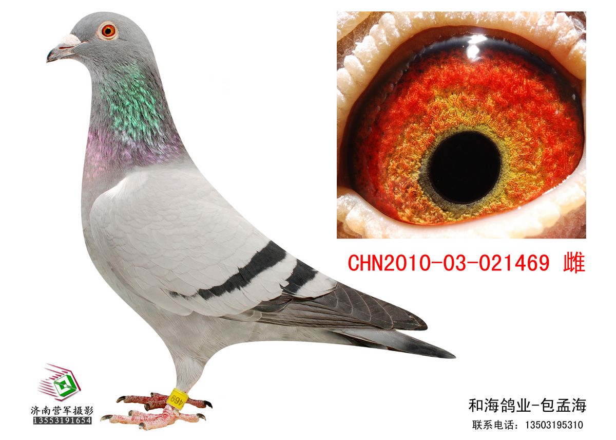 福洛-恩格斯大名鸽231直系469