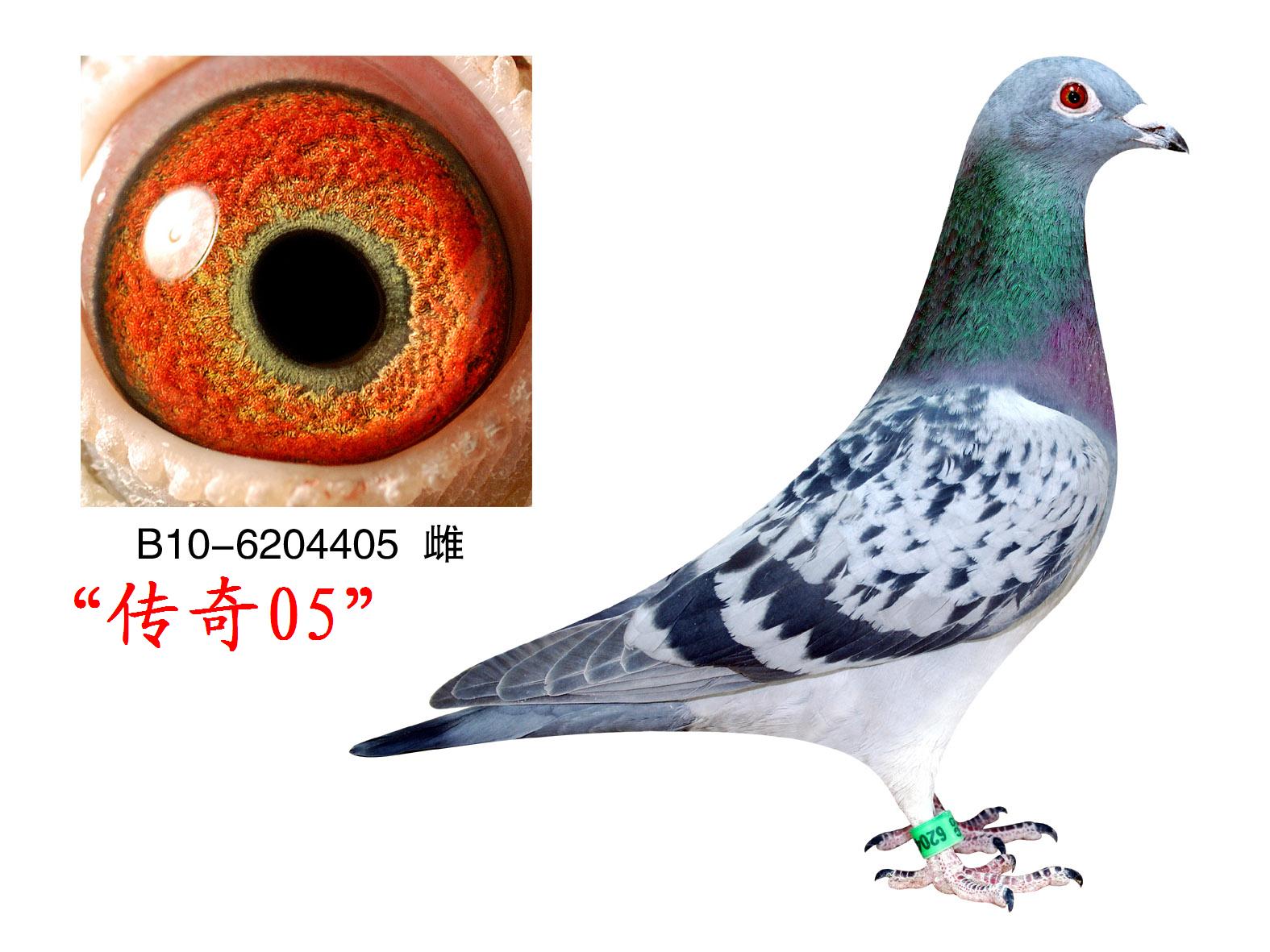 传奇05_毛宁鸽舍-中信网爱鸽商城