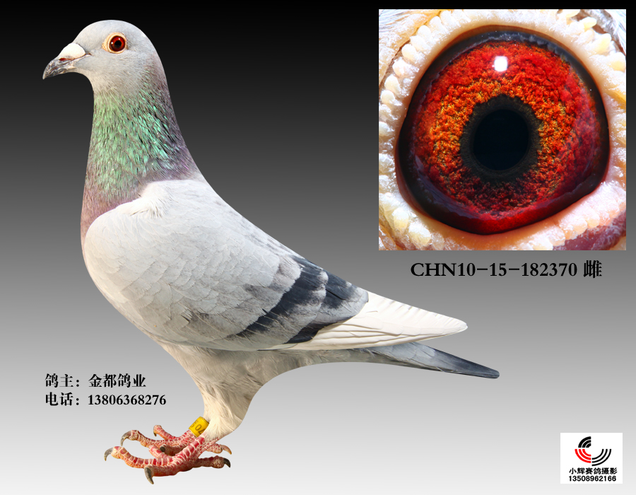 速霸龙