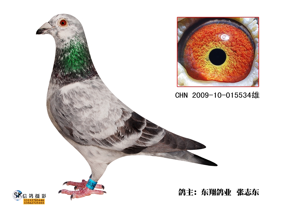 东翔534
