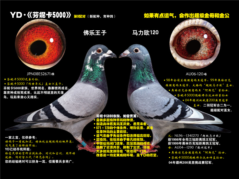 yd《芬妮卡5000》第9配对请点击放大 yd《芬妮卡5000》第9配对请点击