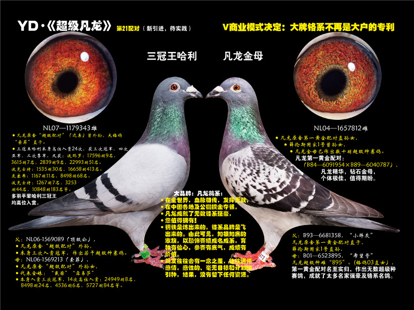 三冠王哈利(雄) 凡龙金母(雌)