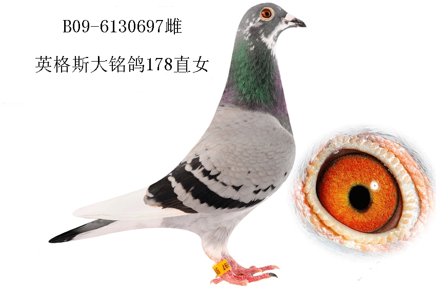 英格斯:大名鸽【178】近亲直女