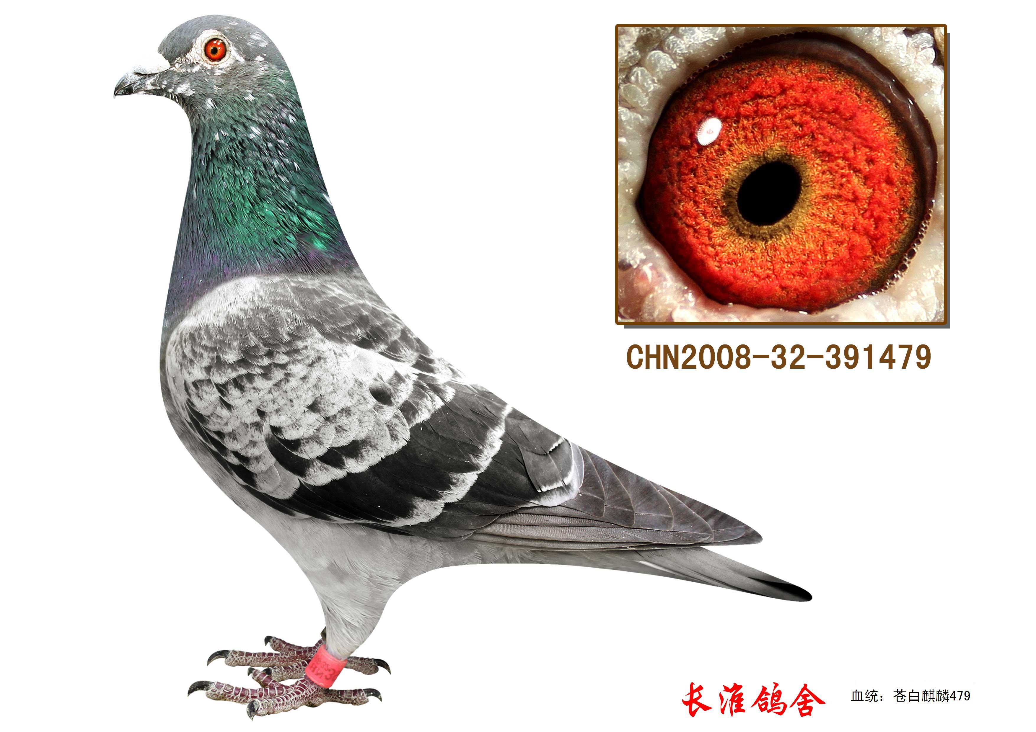 麒麟878_长淮鸽舍_ag188.com爱鸽商城_中国信鸽信息网