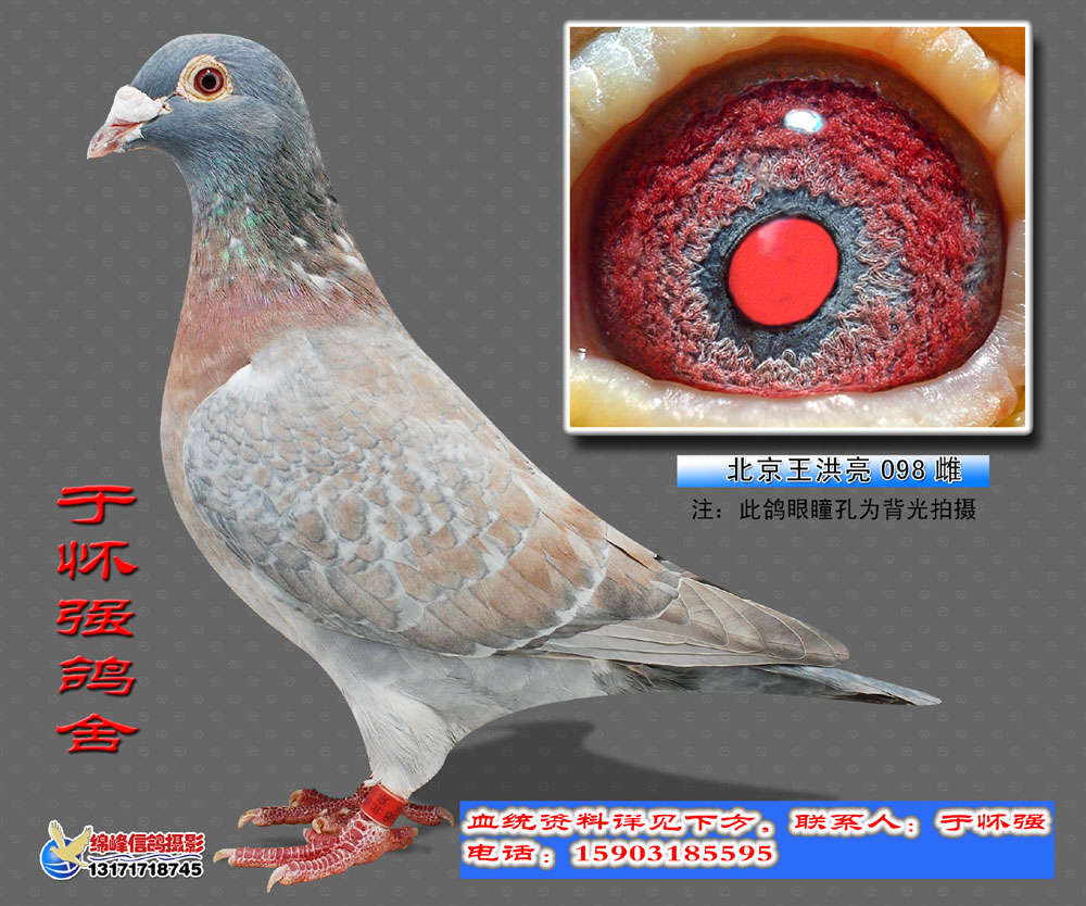 红眼詹森_传奇鸽舍_ ag188.com爱鸽商城_中国信鸽信息网