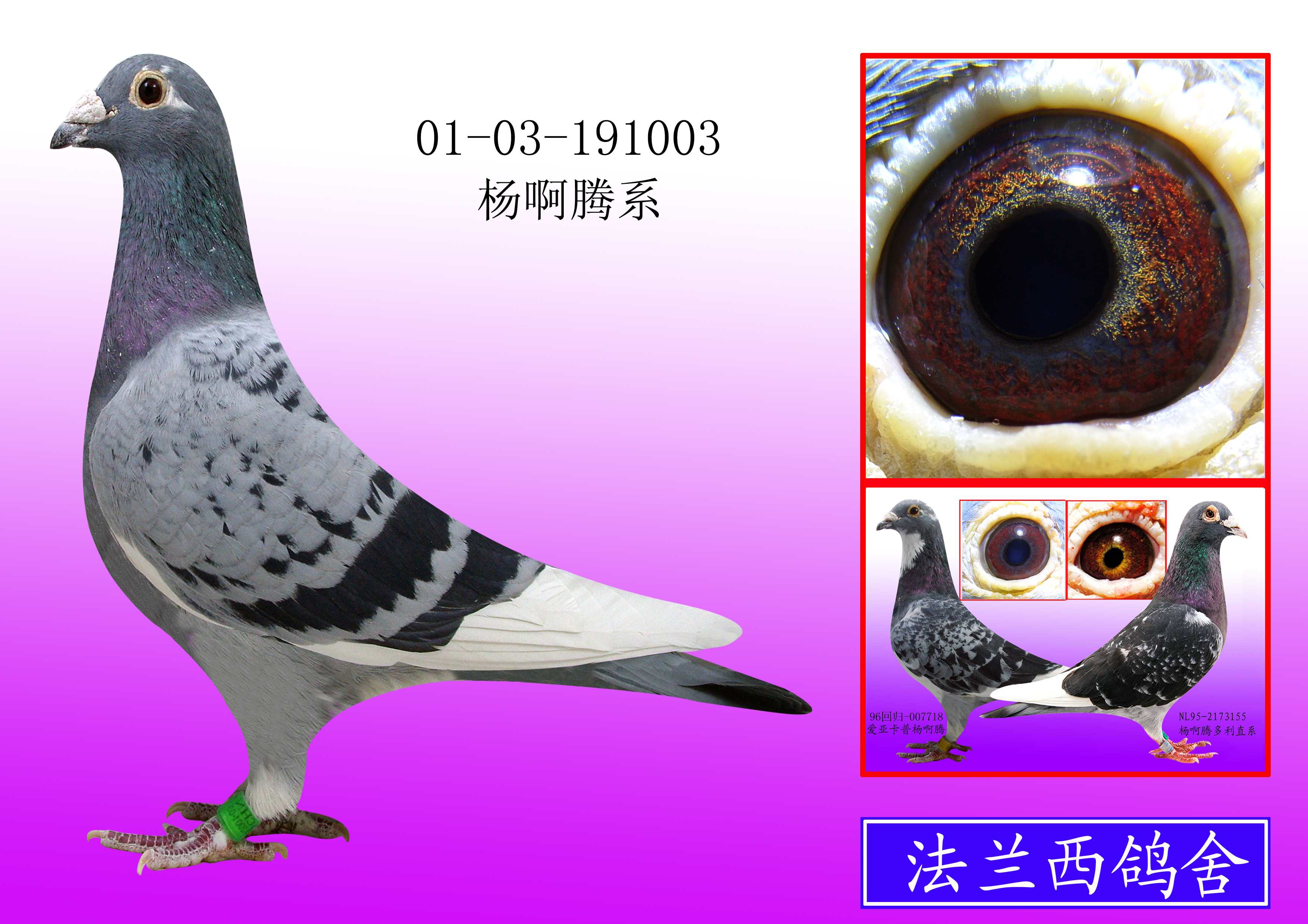 杨阿腾系_法兰西鸽舍-中信网爱鸽商城