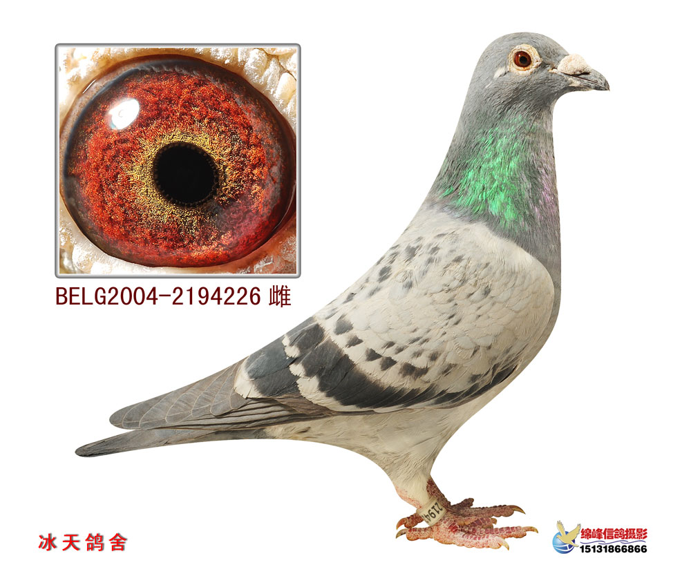 电脑戈马力原舍