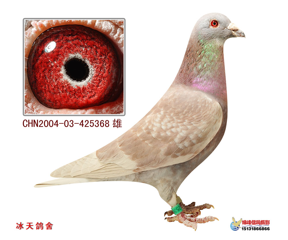令狐冲直孙_冰天鸽舍_ ag188.com爱鸽商城_中国信鸽信息网