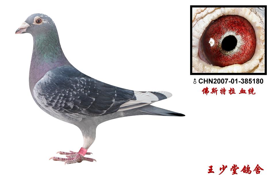 佛斯特拉180