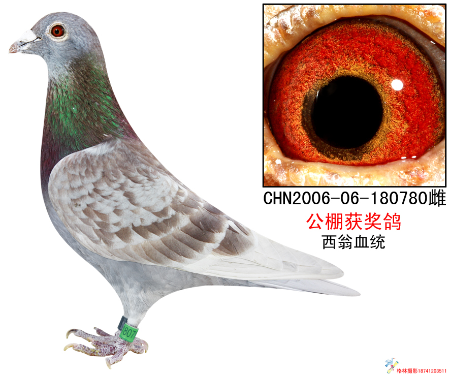 超悦780_超悦鸽舍_ag188.com爱鸽商城_中国信鸽信息网