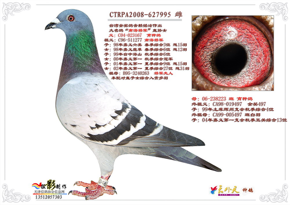 南海将军直孙女-天津天外天种鸽舍-中信网爱鸽商城