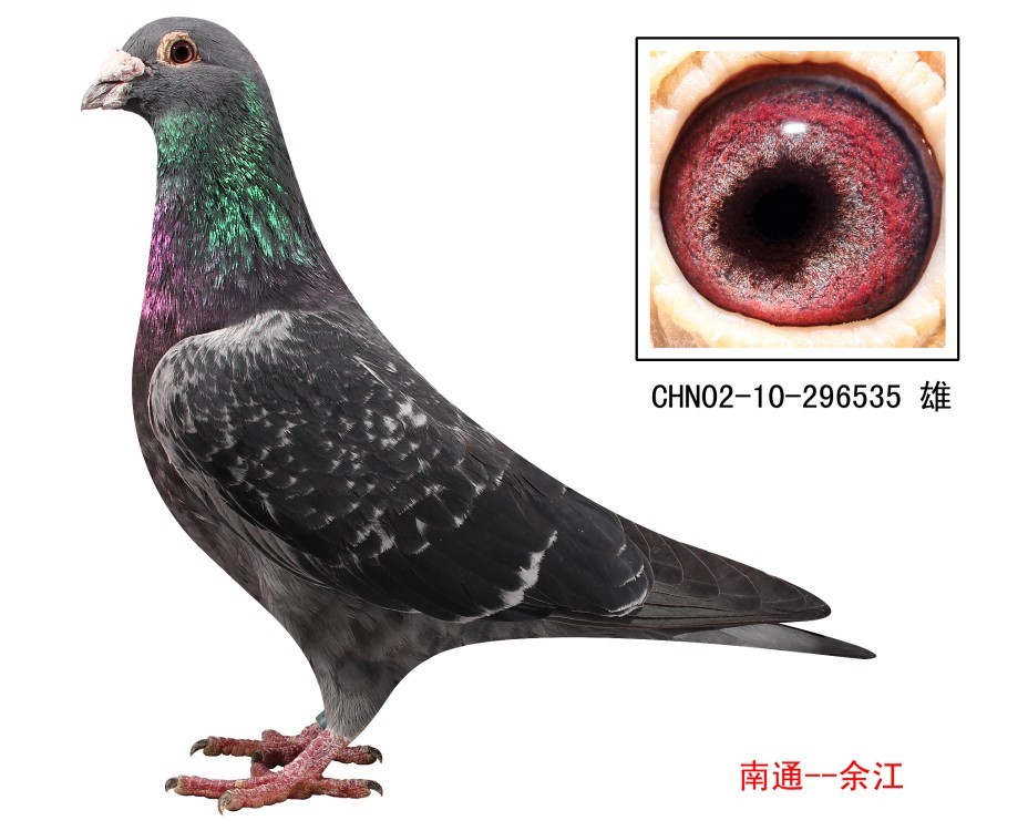 南通黑桃超远程种鸽舍