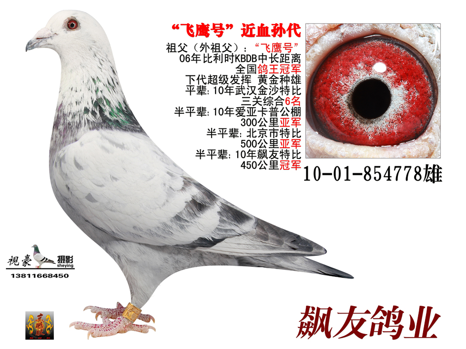 飞鹰号近血孙代_tv赛鸽强豪会_ ag188.com爱鸽商城_中国信鸽信息网