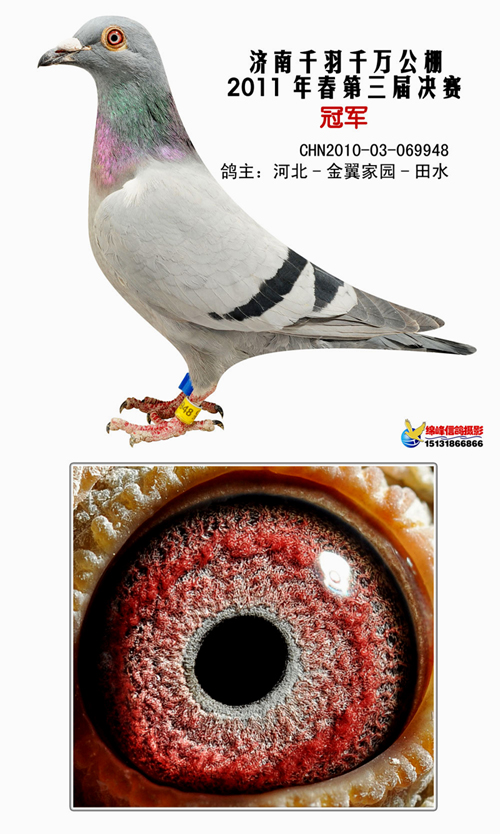 传奇延续i_金翼家园_ag188.com爱鸽商城_中国信鸽信息网