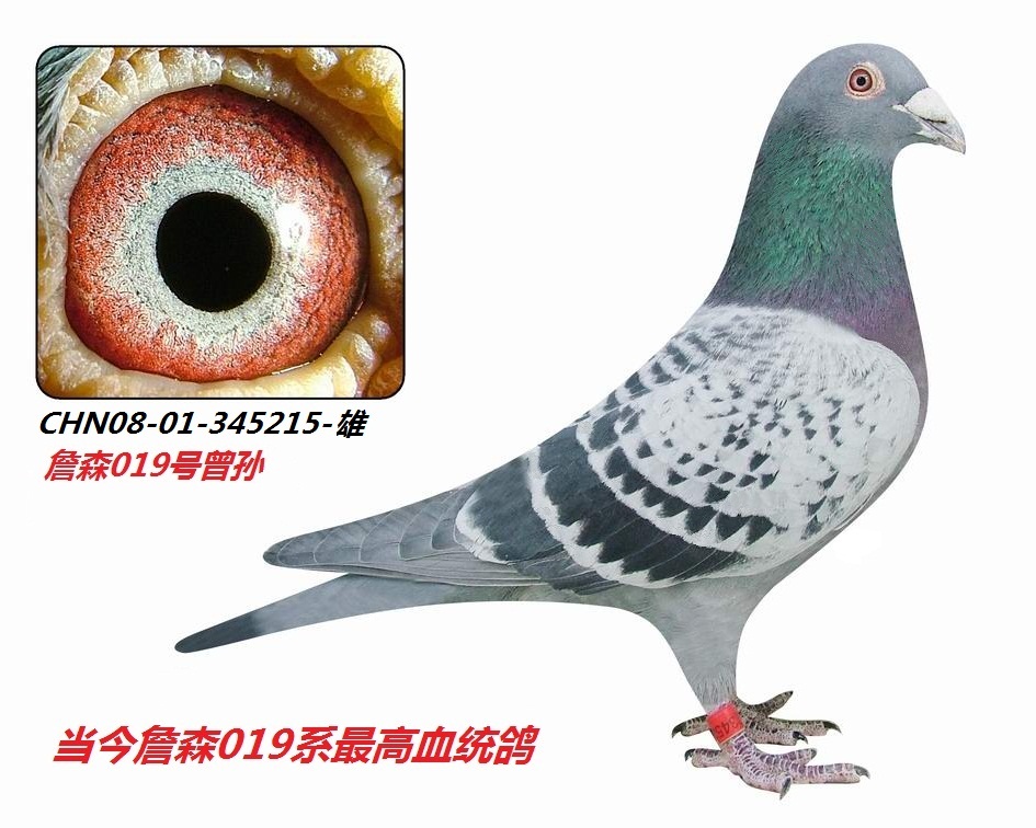 孙玮作詹森019号曾孙"詹森215"