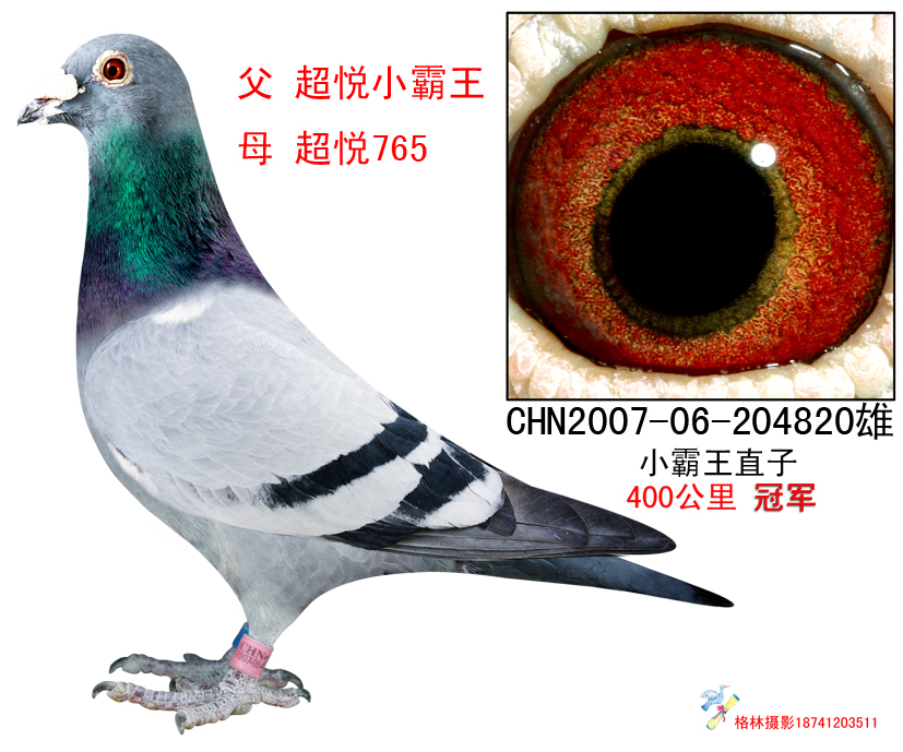 您要找的超悦鸽舍展厅服务时间已到期