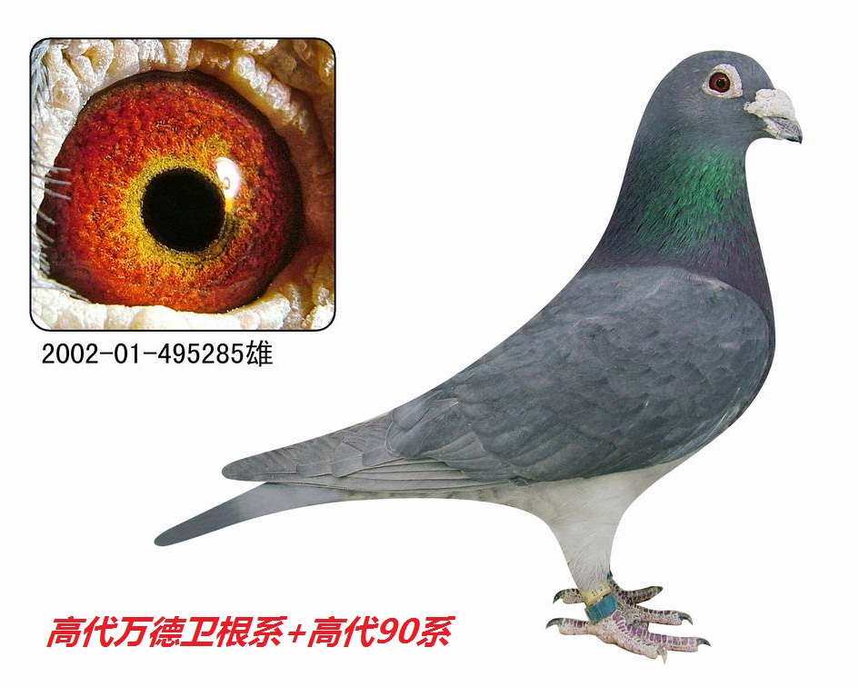 万德卫根 90系特留种鸽