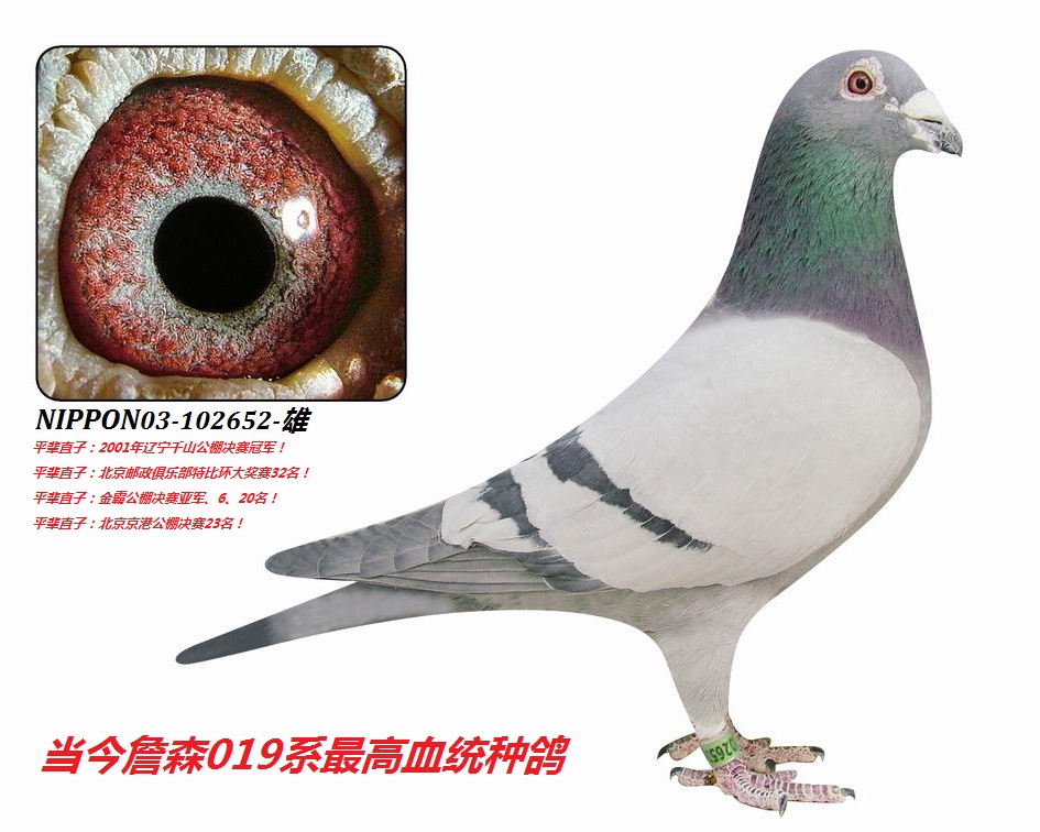 "西翁詹森652号"雄