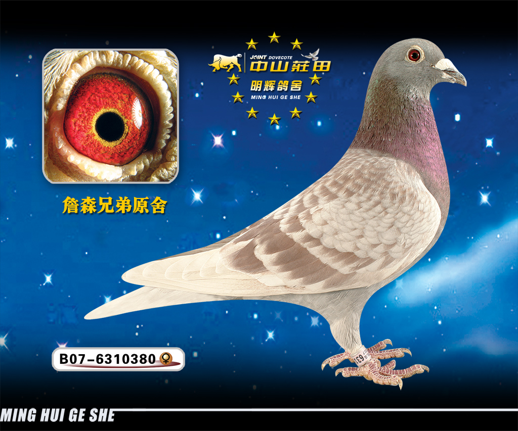 詹森原舍380_中山庄田·明辉鸽舍-中信网爱鸽商城