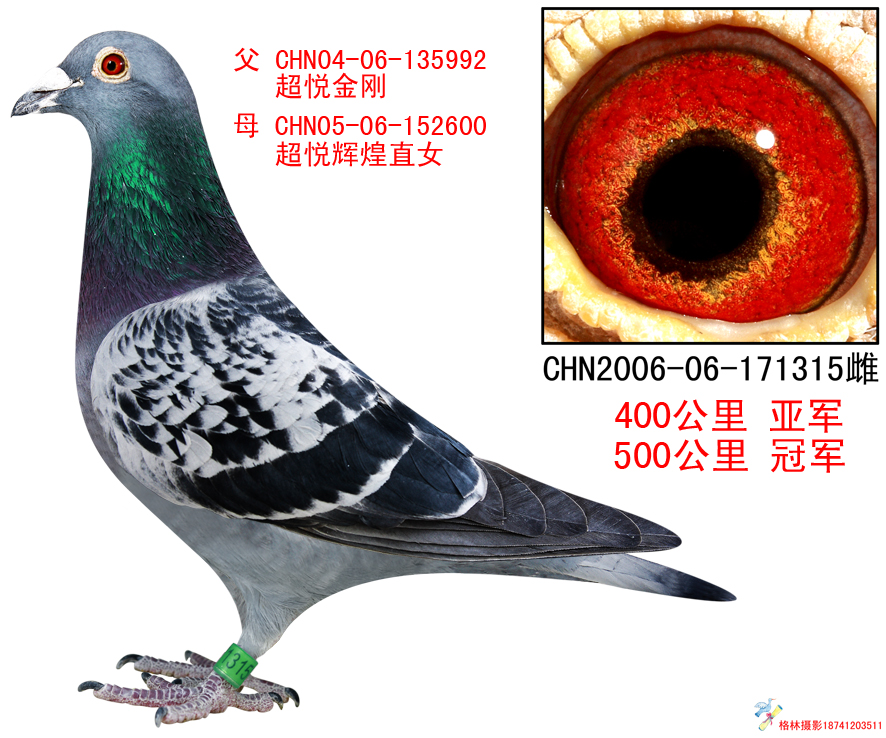 超悦圣母_超悦鸽舍_ag188.com爱鸽商城_中国信鸽信息网